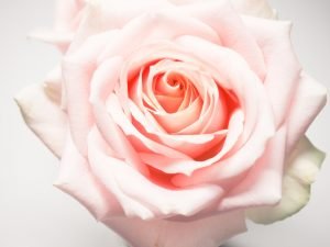 Accepting that no one is perfect. 6 perfect rose - no one is perfect